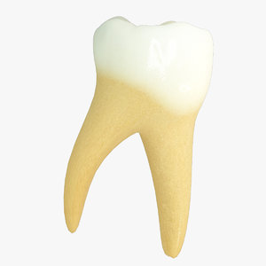 primary molar lower 3d max