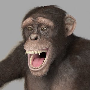 chimp - 3d max