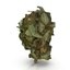 3ds max cannabis bud