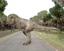 3d rex tyrannosaurus animation model