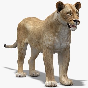 3d lioness lp model