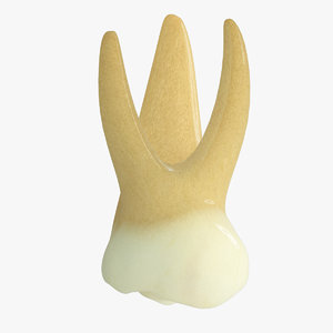 max primary molar
