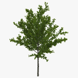 3d young tree red maple