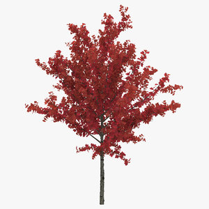 3d young tree red maple model