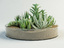 composition succulents 3d model