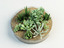 composition succulents 3d model
