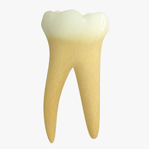 3d model primary molar lower
