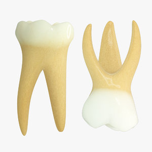3ds max primary second molars