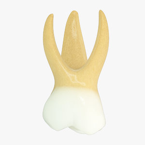 primary second molar 3d model