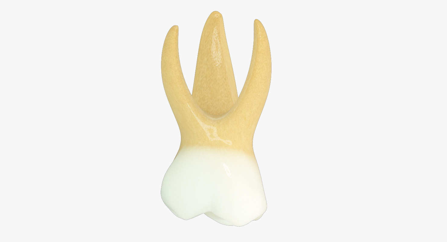 primary second molar 3d model