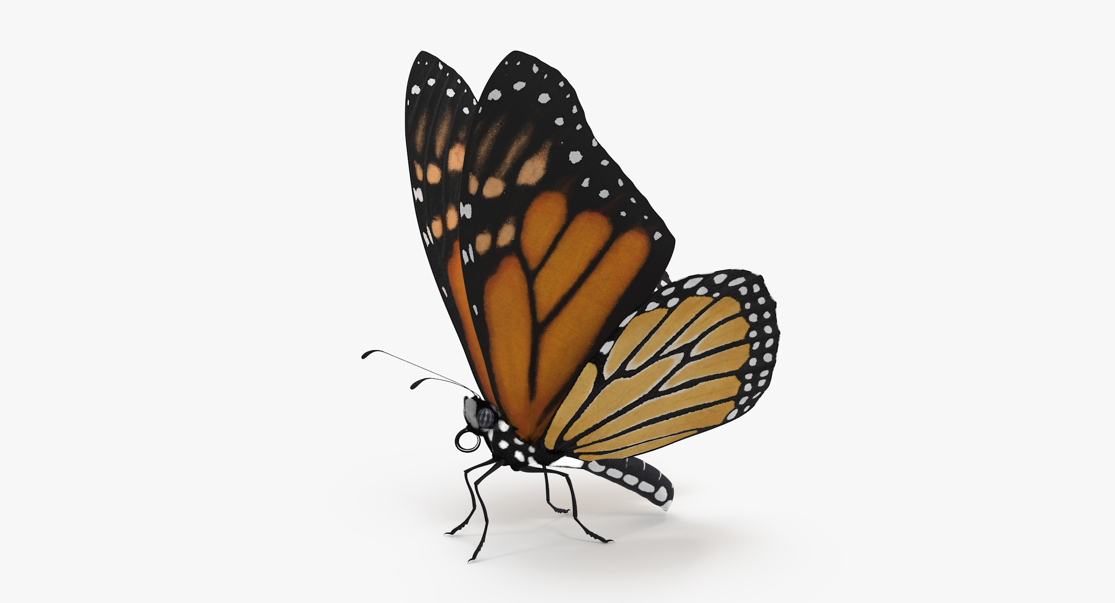 monarch butterfly standing 01 max