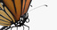 monarch butterfly standing 01 max