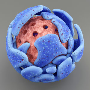 3d model of cell
