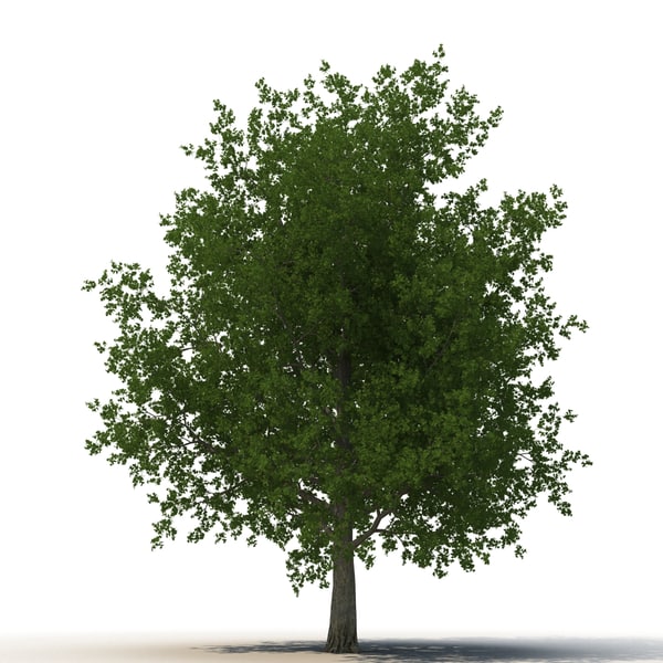 3d model of red maple tree summer