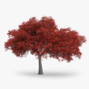 3d northern red oak 11 model