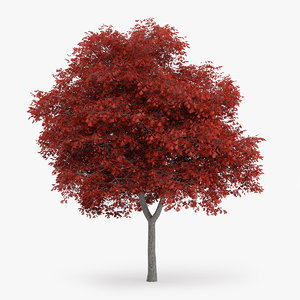 northern red oak 8 3d model