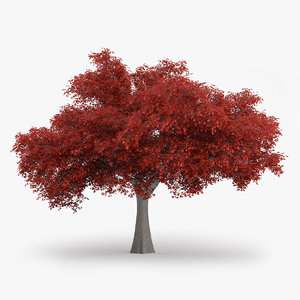3d model northern red oak 10m