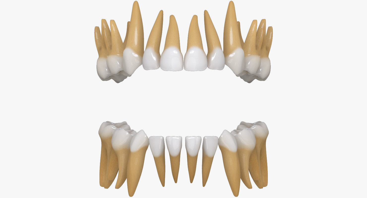  primary  teeth dentition max