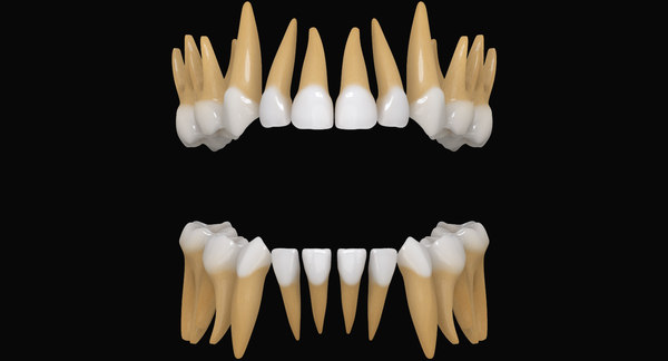 primary teeth dentition max