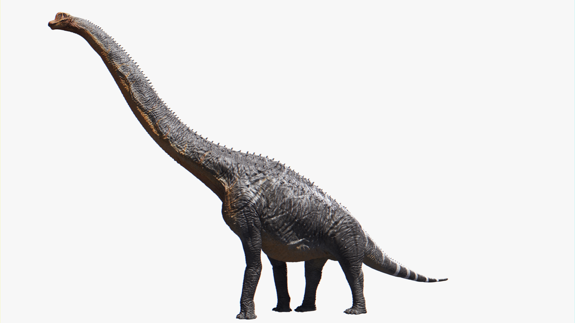 obj brachiosaurus brachiosaur