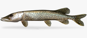 3d esox lucius northern pike