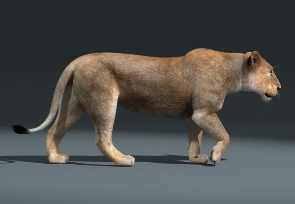 3d lioness fur rigged lion model