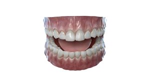 realistic tooth dentition 3d model
