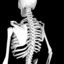 human skeleton obj