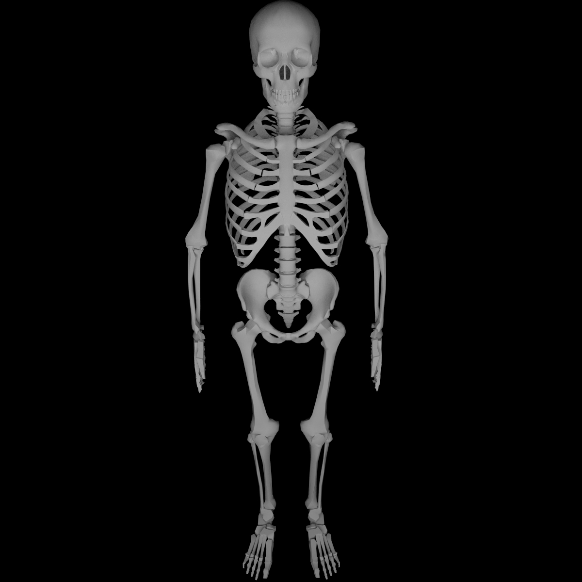 Human Skeleton Obj