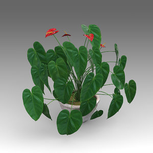 3d model anthurium plant house
