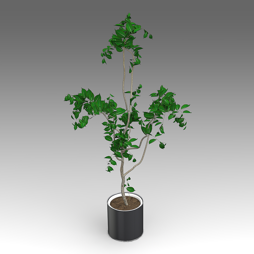 榕生长植物0113d模型
