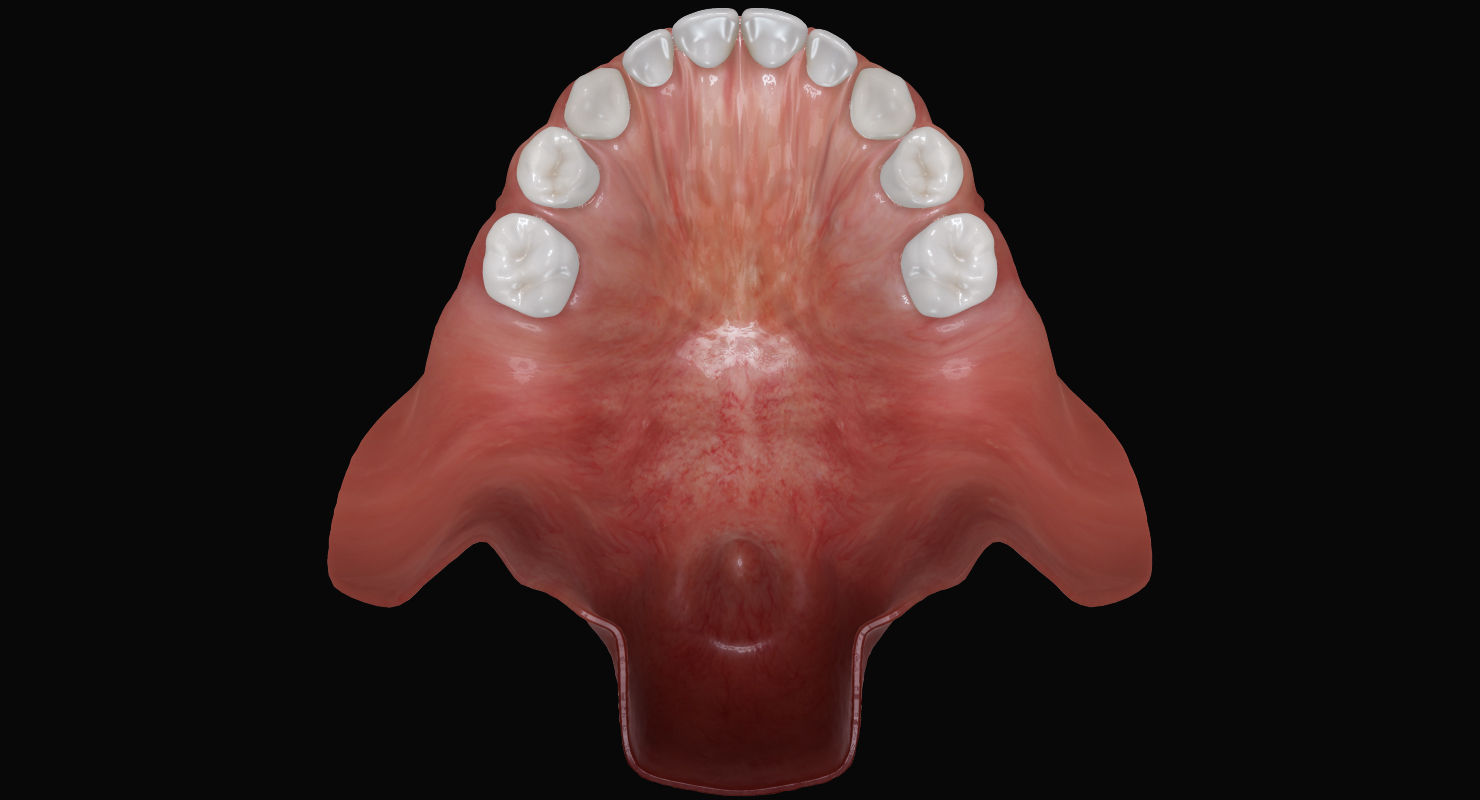 primary dentition gums mouth 3d max