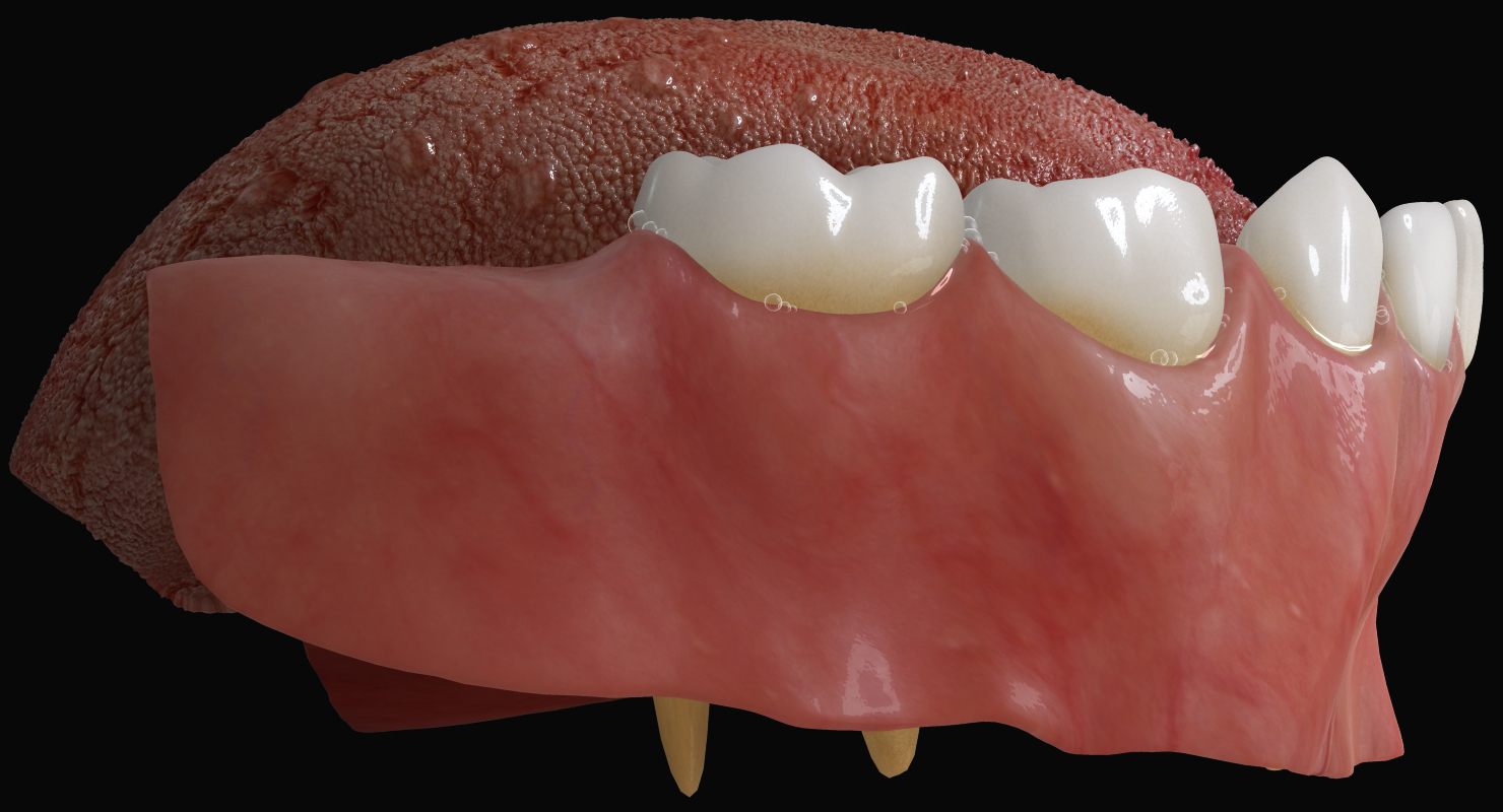 primary dentition gums mouth 3d max
