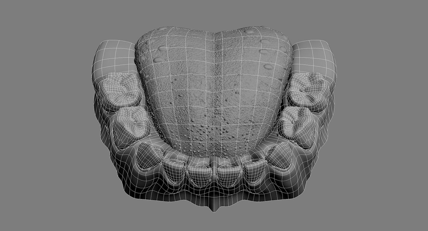 primary dentition gums mouth 3d max