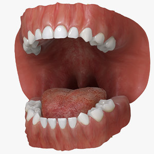primary dentition gums mouth 3d max