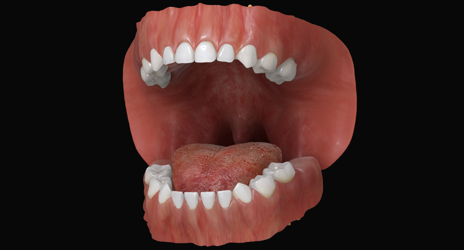 Mouth Gum Anatomy