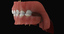 primary dentition gums mouth 3d max