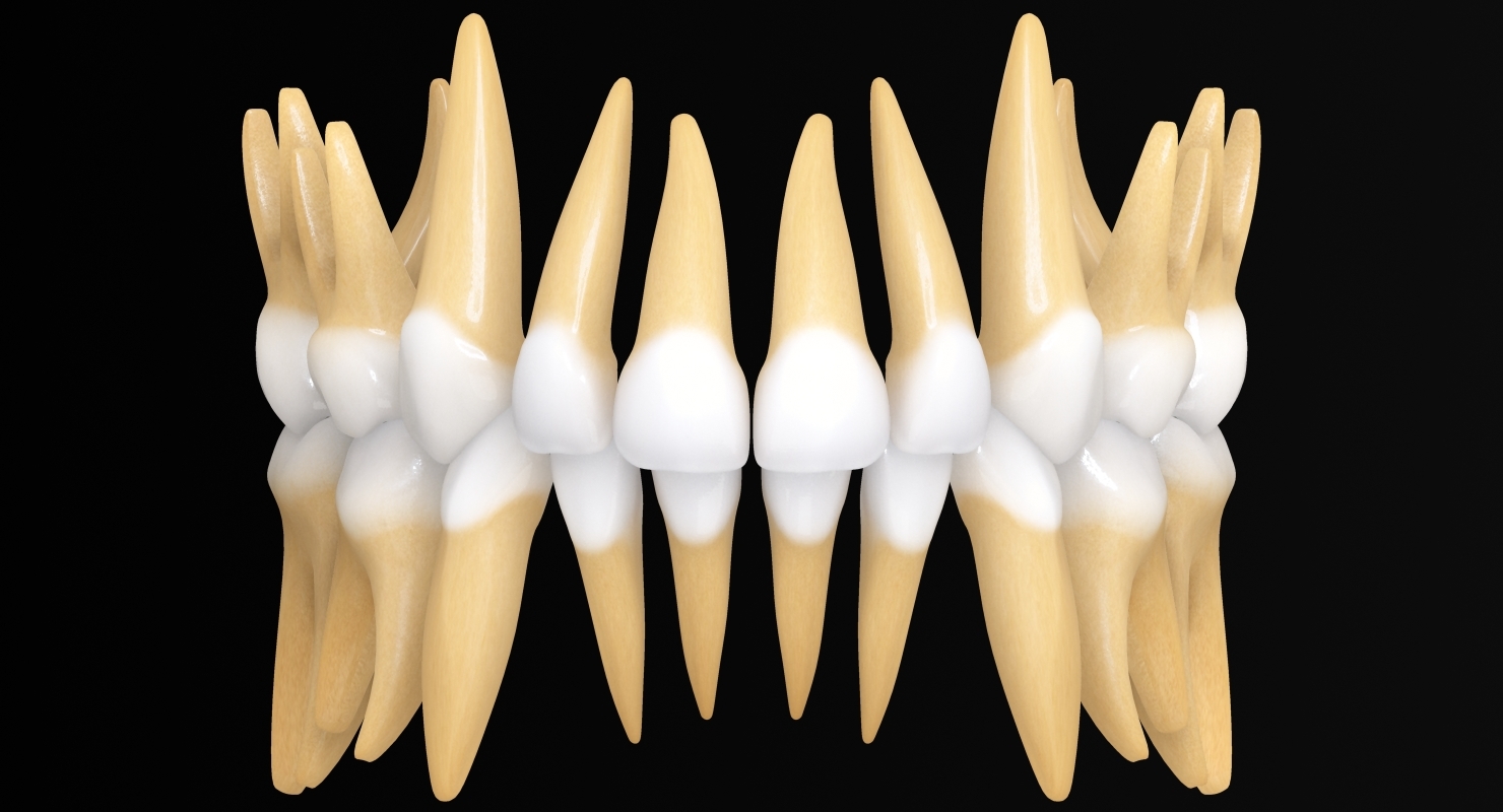 primary dentition gums mouth 3d max