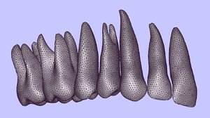 3ds max anatomically teeth