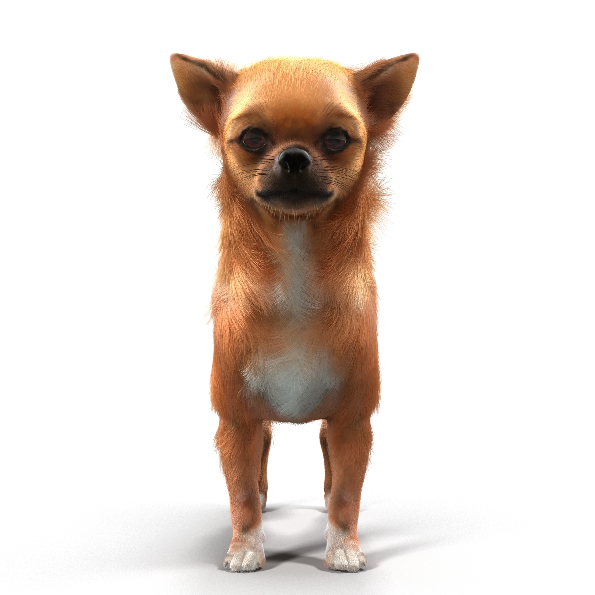 chihuahua fur 3d max