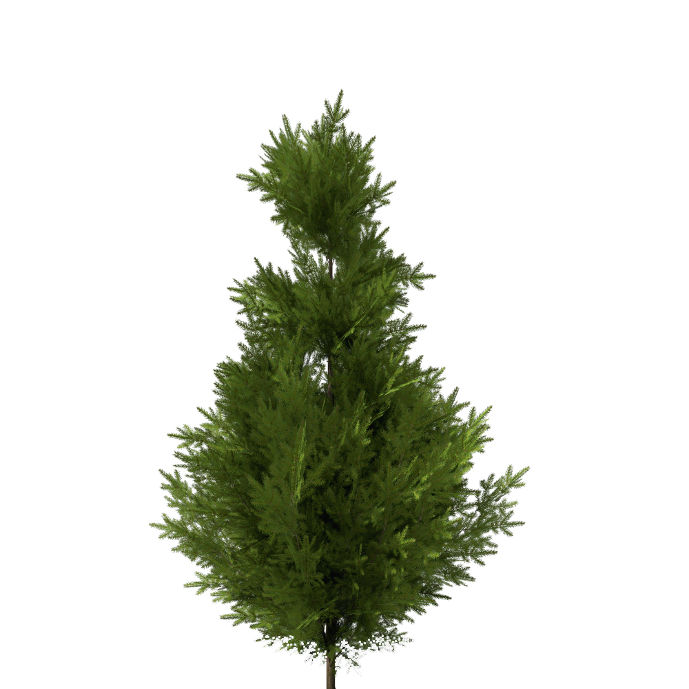 3d pine tree