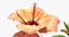 hibiscus flower open 3d model