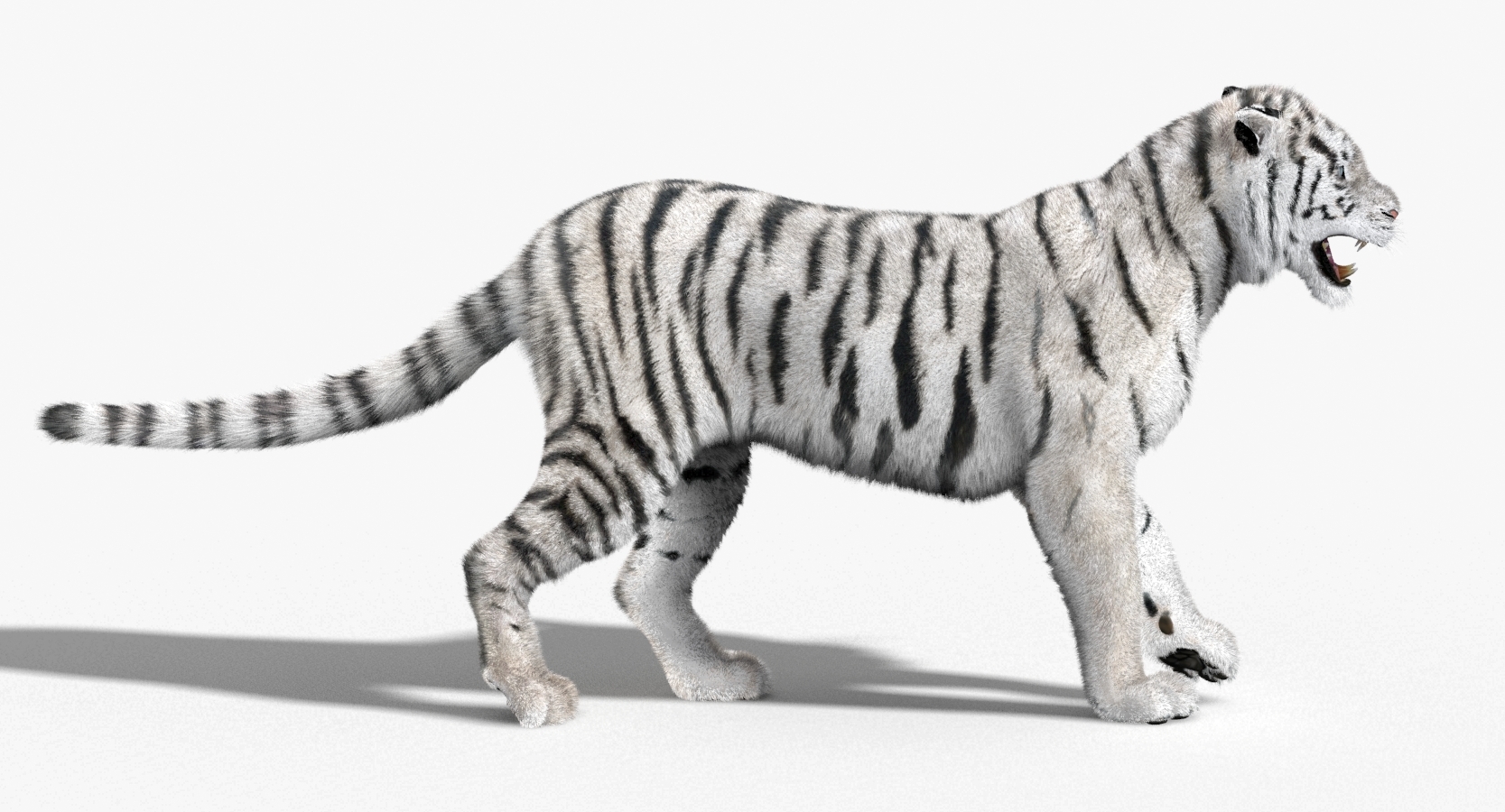 tiger white fur animation 3d model