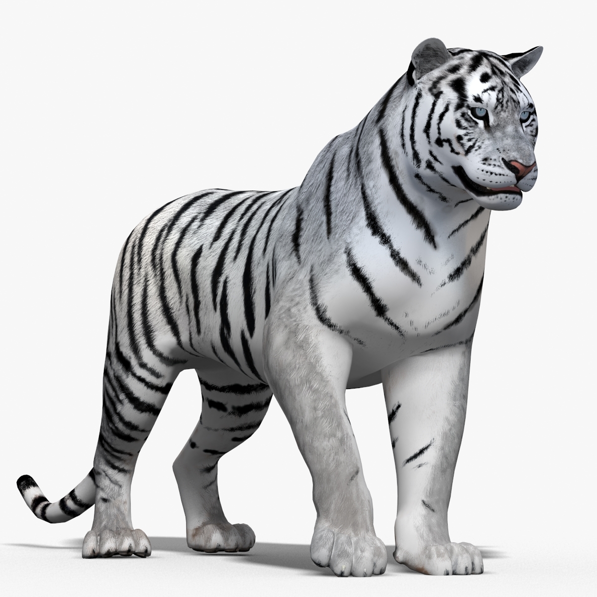 tiger white fur animation 3d model