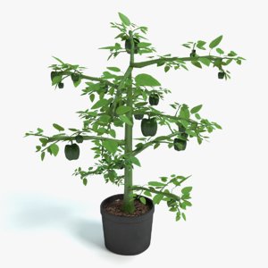 bell pepper plant 3d model