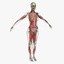ultimate complete female anatomy 3d obj