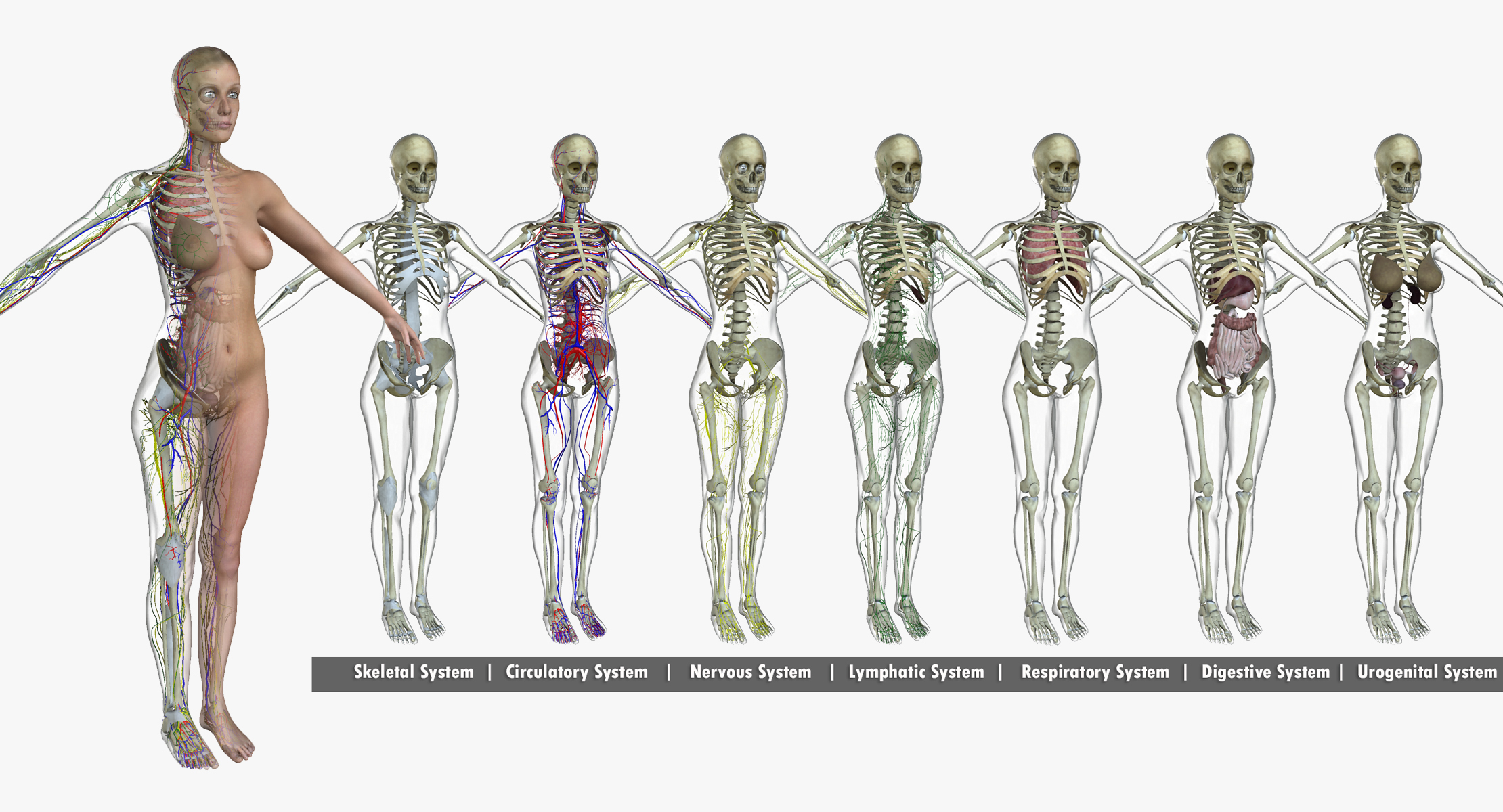ultimate complete female anatomy 3d obj