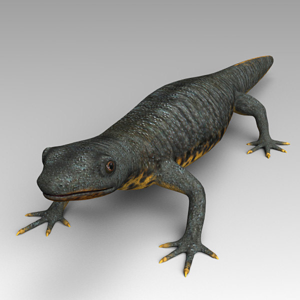 Защелка salamander 2d 3d md13