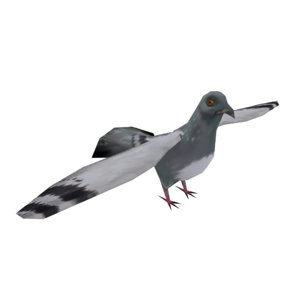 3d pigeon model