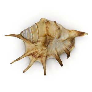 spider conch shell 3d 3ds